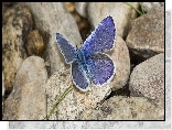 Motyl, Modraszek, Ikar, Kamienie