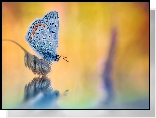 Motyl, Modraszek ikar, Roślina