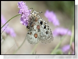 Motyl, Niepylak apollo, Jasnofioletowy, Kwiat