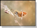 Karłątek, Motyl, Źdźbło