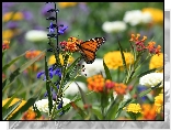 Motyl, Danaid wędrowny, Monarcha, Kolorowe, Kwiaty