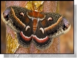 Kolorowy, Motyl, Drzewo