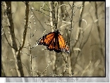 Kolorowy, Motyl, Jesień