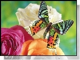 Kolorowy, Motyl, Kwiaty