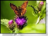 Kolorowy, Motyl, Osty