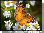 Kolorowy, Motyl, Rumianki