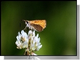 Motyl, Koniczyna