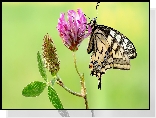 Motyl, Paź królowej, Kwiat, Koniczyna, Makro