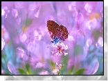 Motyl, Kwiat, Koniczyna, Makro
