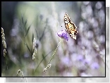 Motyl, Paź Królowej, Kwiat, Koniczyny, Bokeh