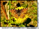 Motyl, Rusałka kratkowiec, Kwiat
