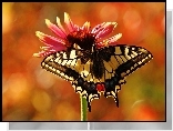 Motyl, Paź, Królowej, Gerbera