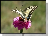 Motyl, Paż królowej, Kwiat