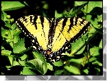 Motyl, Paź, Żeglarz