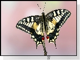 Motyl, Paź królowej, Makro