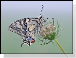 Motyl, Paź królowej, Roślina