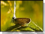 Motyl, Trawa, Kropelki, Woda