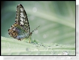 Motyl, Krople
