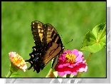 Motyl, Kwiat