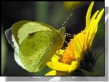 Motyl, Bielinek rzepnik, Kwiat