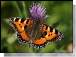 Motyl, Rusa�ka pokrzywnik, Kwiat