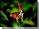 Motyl, Kwiat