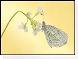 Motyl, Kwiat