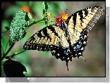 Motyl, Paź królowej, Kwiat