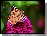 Motyl, Kwiat