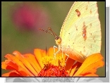 Motyl, Kwiat