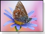 Motyl, Modraszek, Kwiat