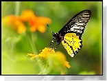Motyl, Kwiat