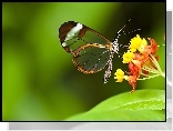 Motyl, Kwiat
