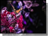 Motyl, Kwiat