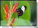 Motyl, Kwiat