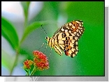 Motyl, Kwiat