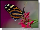 Motyl, Kwiat