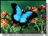 Motyl, kwiat