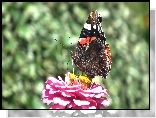 Motyl, Rusałka admirał, Kwiat, Cynia