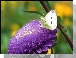 Motyl, Bielinek, Kwiat, Aster