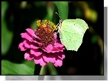 Motyl, Cytrynek, Kwiat, Cynia