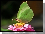 Motyl, Cytrynek, Kwiat, Cynia