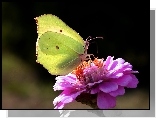 Motyl, Cytrynek, Kwiat, Cynia