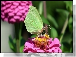 Motyl, Cytrynek, Kwiat, Cynia