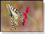 Motyl, Paź królowej, Czerwony, Kwiat, Makro