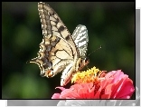 Motyl, Paż królowej, Kwiat, Cynia