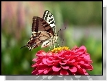 Motyl, Paż królowej, Kwiat, Cynia