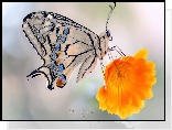 Motyl, Paź królowej, Kwiat, Makro
