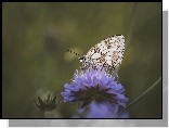 Kwiat, Motyl, Polowiec szachownica, Makro