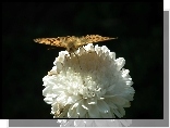 Motyl, Perłowiec malinowiec, Kwiat, Aster